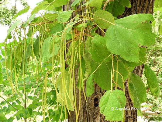 Catalpa bungei var. bungei   © Mag. Angelika Ficenc