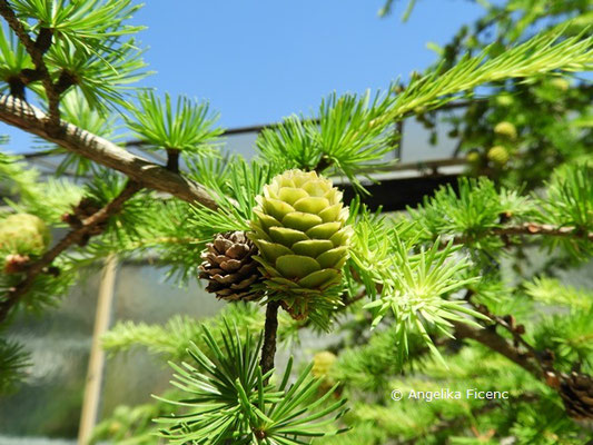 Larix decidua © Mag. Angelika Ficenc