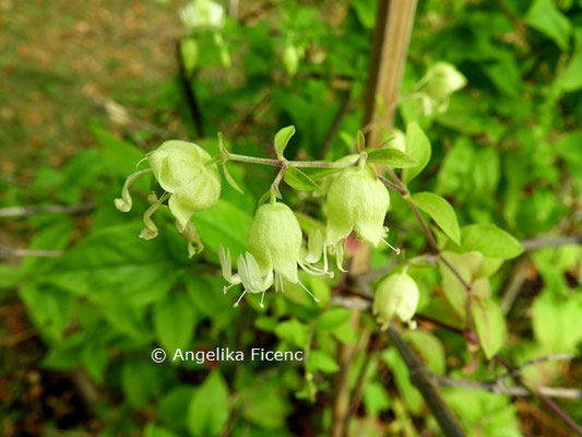 Silene baccifera © Mag. Angelika Ficenc