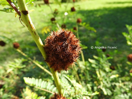 Glycyrrhiza echinata  © Mag. Angelika Ficenc