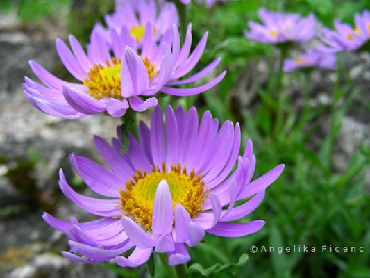 Aster alpinus - Alpenaster, Blüte  © Mag. Angelika Ficenc