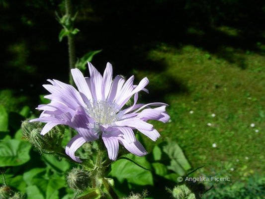 Cicerbita macrophyllum - Großblättriger Milchlattich, Blüte Seitenansicht  © Mag. Angelika Ficenc