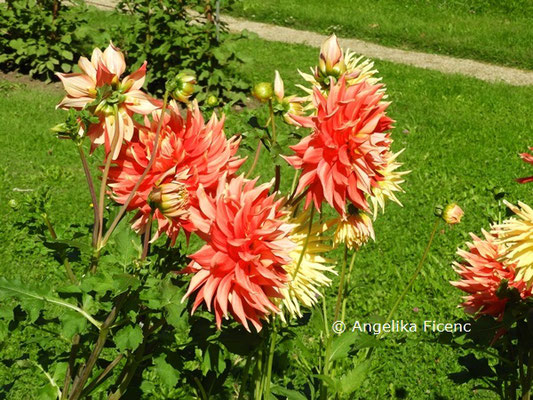 Dahlia "Donauturm"   © Mag. Angelika Ficenc