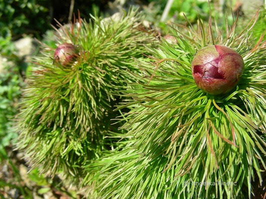 Paeonia tenuifolia - Schmalblättrige Pfingstrose  © Mag. Angelika Ficenc