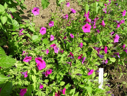 Petunia integrifolia  © Mag. Angelika Ficenc