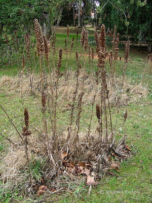 Veratrum nigrum - Schwarzer Germer, reifer Fruchtstand  © Mag. Angelika Ficenc