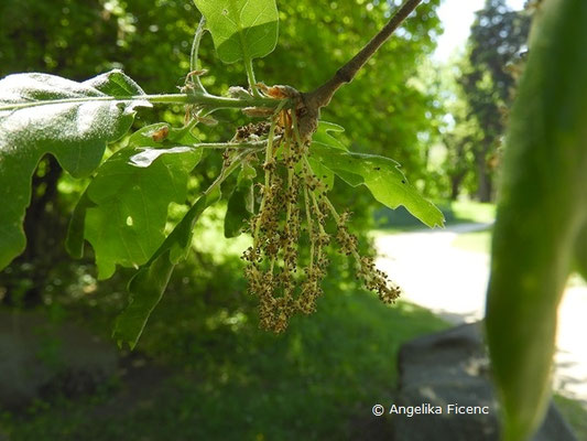 Quercus pubescens    © Mag. Angelika Ficenc