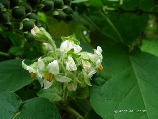 Solanum abutiloides - Zwergbaumtomate,   © Mag. Angelika Ficenc