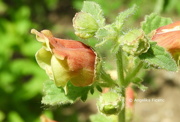 Scrophularia sareptana  © Mag. Angelika Ficenc