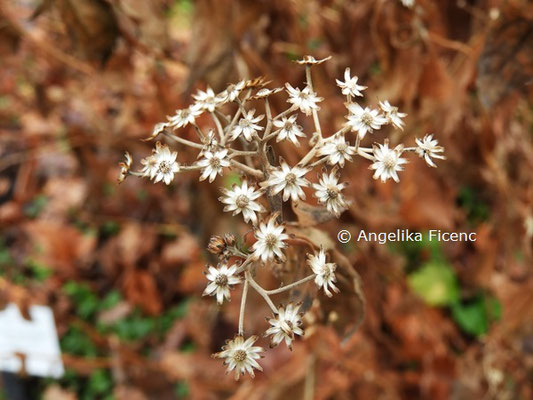 Aster glehnii   © Mag. Angelika Ficenc