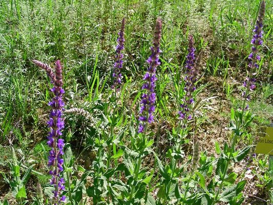 Salvia nemorosa - Steppensalbei  © Mag. Angelika Ficenc