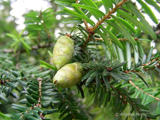 Tsuga canadensis - Helmlocktanne, unreife Zapfen  © Mag. Angelika Ficenc