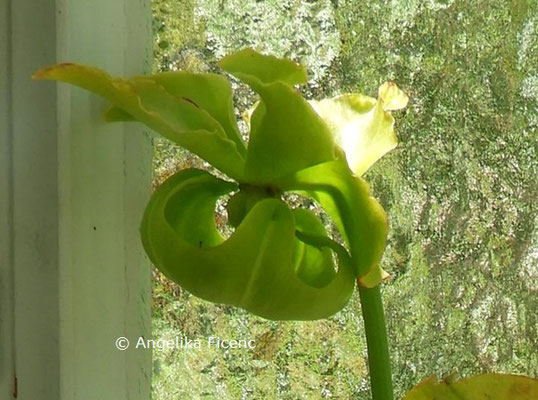 Sarracenia oreophila  © Mag. Angelika Ficenc