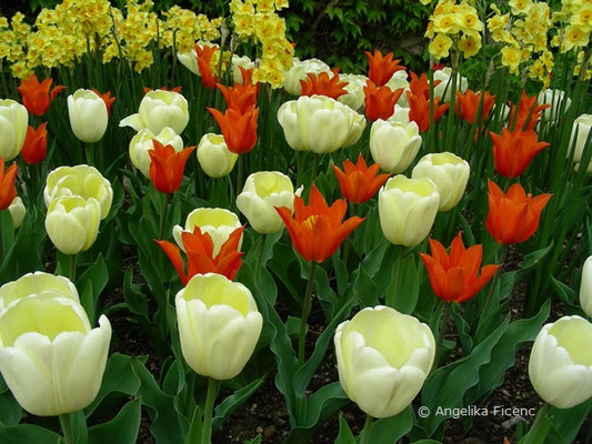 Tulipa ballerina  © Mag. Angelika Ficenc