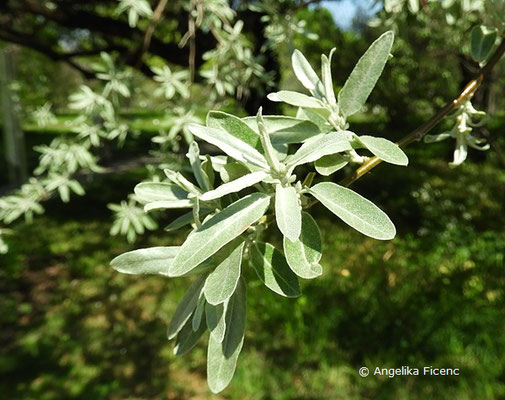 Elaeagnus angustifolia var. angustifolia,   © Mag. Angelika Ficenc