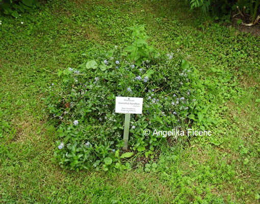 Ceanothus thyrsiflora  © Mag. Angelika Ficenc