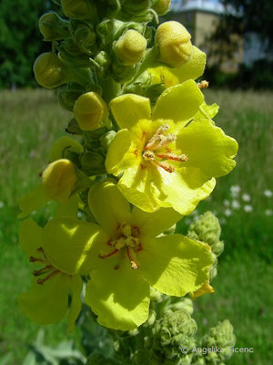 Verbascum speciosum - Pracht Königskerze,   © Mag. Angelika Ficenc