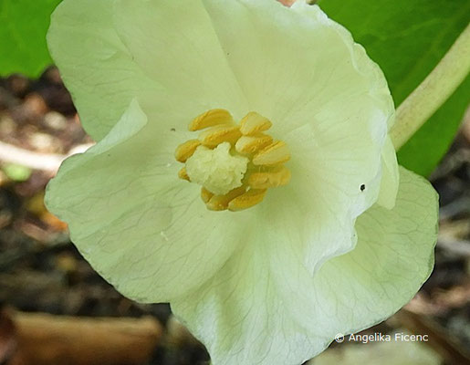 Podophyllum peltatum - Maiapfel, Blüte  © Mag. Angelika Ficenc