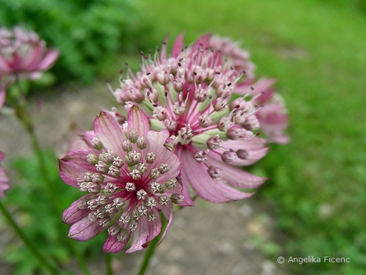 Astrantia carniolica - Krain Sterndolde  © Mag. Angelika Ficenc