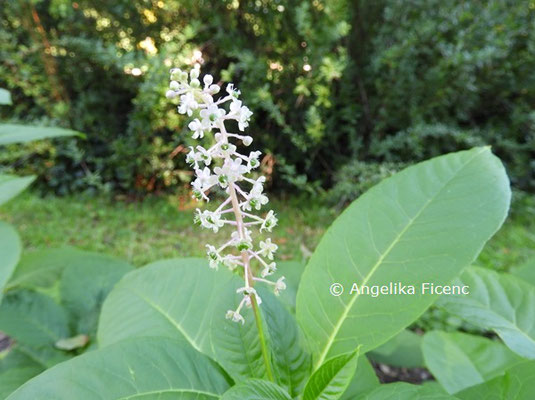 Phytolacca acinosa   © Mag. Angelika Ficenc