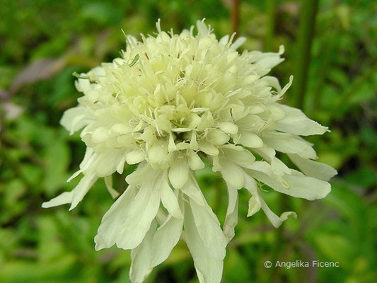 Cephalaria gigantea, Blütenstand  © Mag. Angelika Ficenc