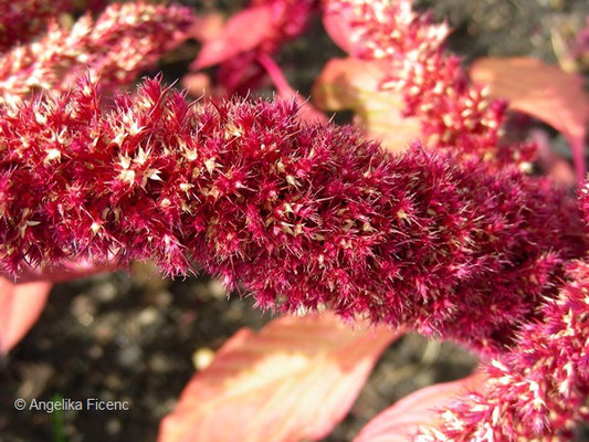 Amaranthus cruentus - Rispiger Fuchsschanz, Blüten