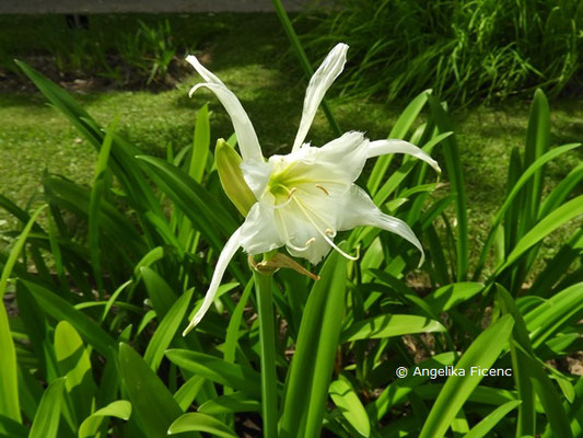 Hymenocallis festalis - Schönhäutchen     © Mag. Angelika Ficenc