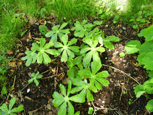 Podophyllum peltatum - Maiapfel, Habitus  © Mag. Angelika Ficenc