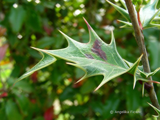 Mahoberberis neubertii (Berberis vulgaris x  Mahonia aquifolium) - Berberitzenmahonie  © Mag. Angelika Ficenc