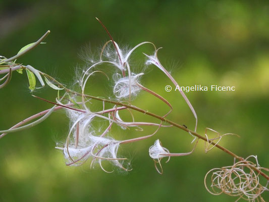 Epilobium angustifolium  © Mag. Angelika Ficenc