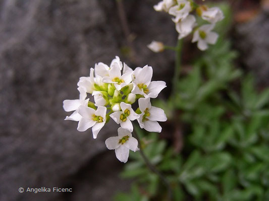 Arabis androsacea - Gänsekresse  © Mag. Angelika Ficenc