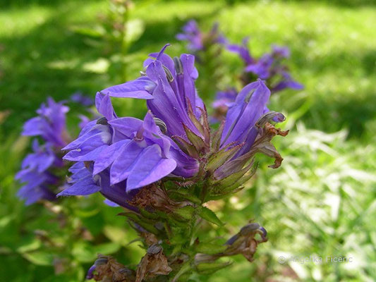 Lobelia siphilitica - Blaue Kardinals Lobelie  © Mag. Angelika Ficenc