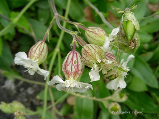 Silene zawadskii - Leimkraut,   © Mag. Angelika Ficenc