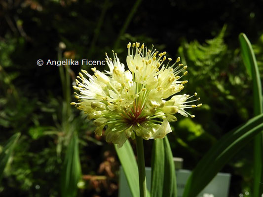 Allium victoralis   © Mag. Angelika Ficenc