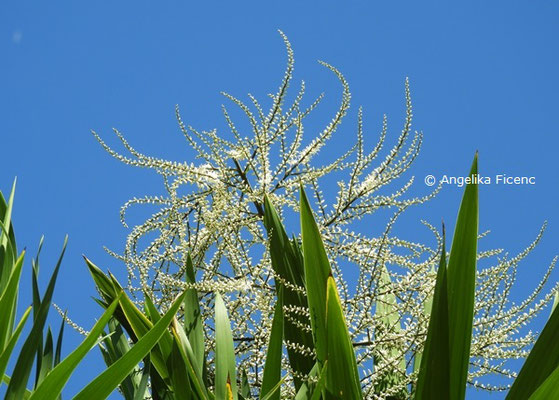 Cordyline australis - Keulenlilie, Blütenstand  © Mag. Angelika Ficenc