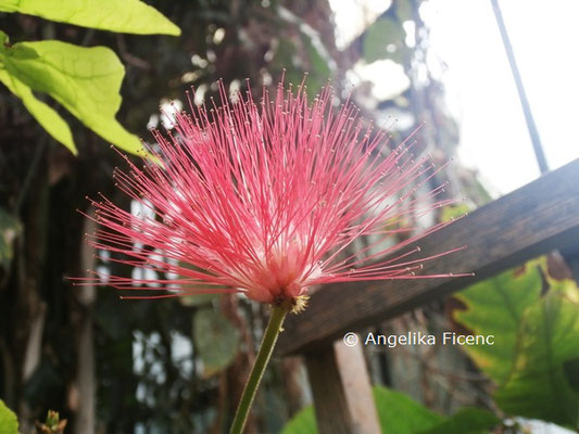 Calliandra emarginata © Mag. Angelika Ficenc