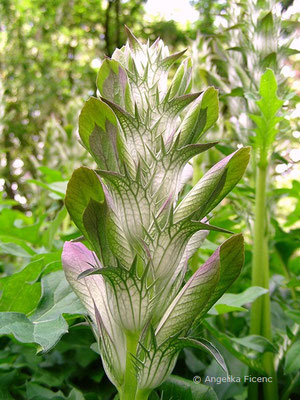 Acanthus mollis     © Angelika Ficenc