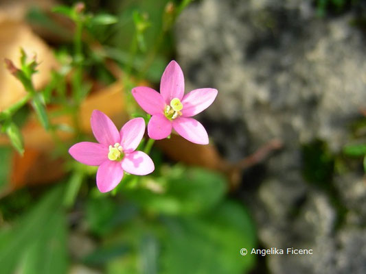 Galium meliodorum - Honig Labkraut  © Mag. Angelika Ficenc