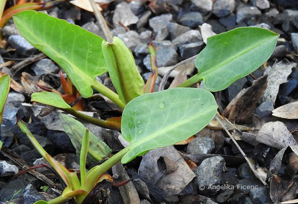 Anemopsis californica  © Mag. Angelika Ficenc