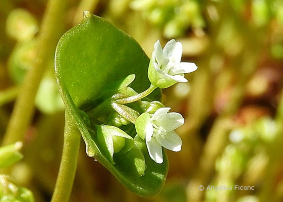 Claytonia sibirica (Syn. Montia sibirica) - Sibirisches Tellerkraut  © Mag. Angelika Ficenc