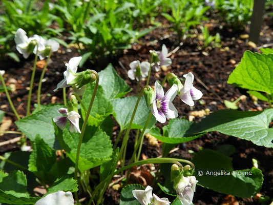 Viola cucullata, © Mag. Angelika Ficenc