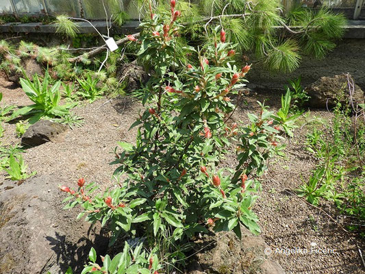 Cistus laurifolius  © Mag. Angelika Ficenc