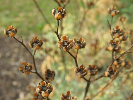 Ruta graveolens - Weinraute  © Mag. Angelika Ficenc