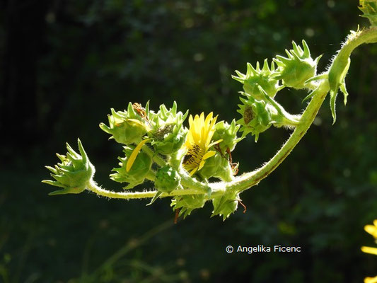 Silphium laciniatum © Mag. Angelika Ficenc