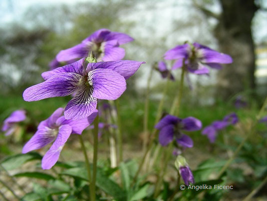 Viola pedatifida - Prärieveilchen  © Mag. Angelika Ficenc