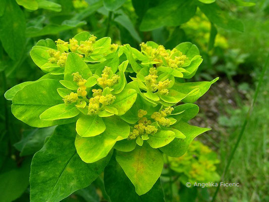 Euphorbia polychroma - Vielfarben-Wolfsmilch  © Mag. Angelika Ficenc