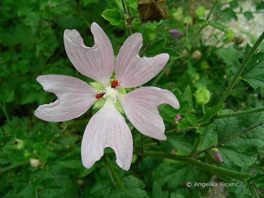 Lavatera thuringiata - Thüringer Strauchpappel  © Mag. Angelika Ficenc