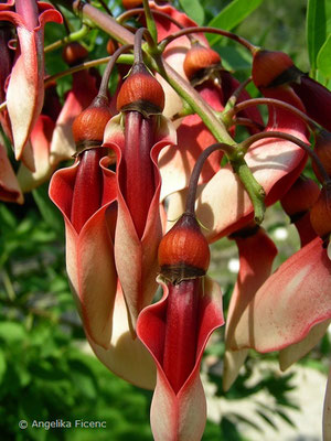 Erythrina crista - Gewöhnlicher Korallenbaum   © Mag. Angelika Ficenc