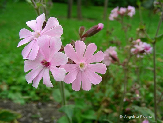 Silene dioica - Rote Lichtnelke  © Mag. Angelika Ficenc