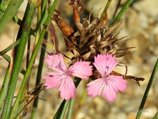 Dianthus gigantheus - Riesennelke  © Mag. Angelika Ficenc